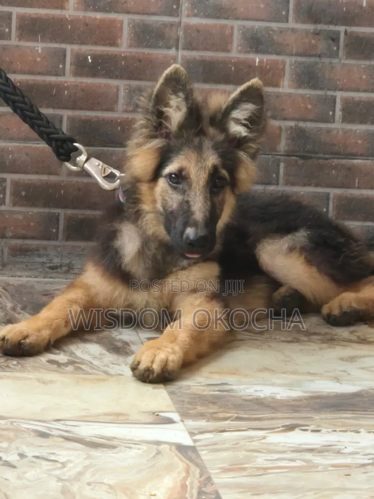 3-6 months Male Purebred German Shepherd