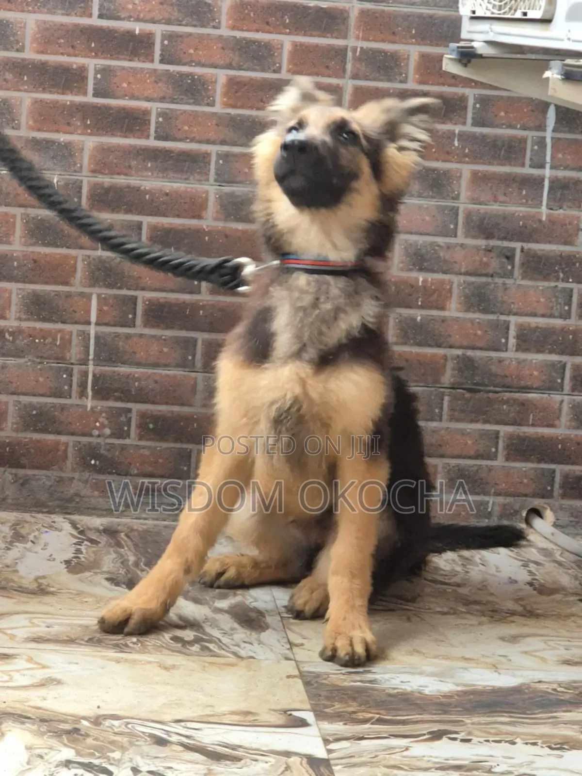 3-6 months Male Purebred German Shepherd