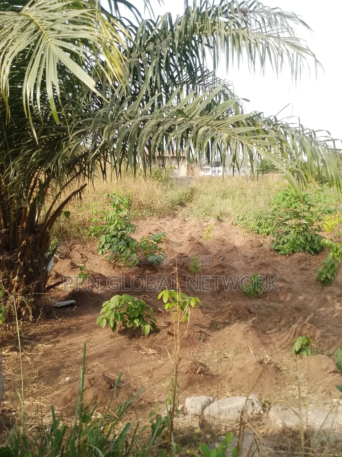 Above One Plot of Land