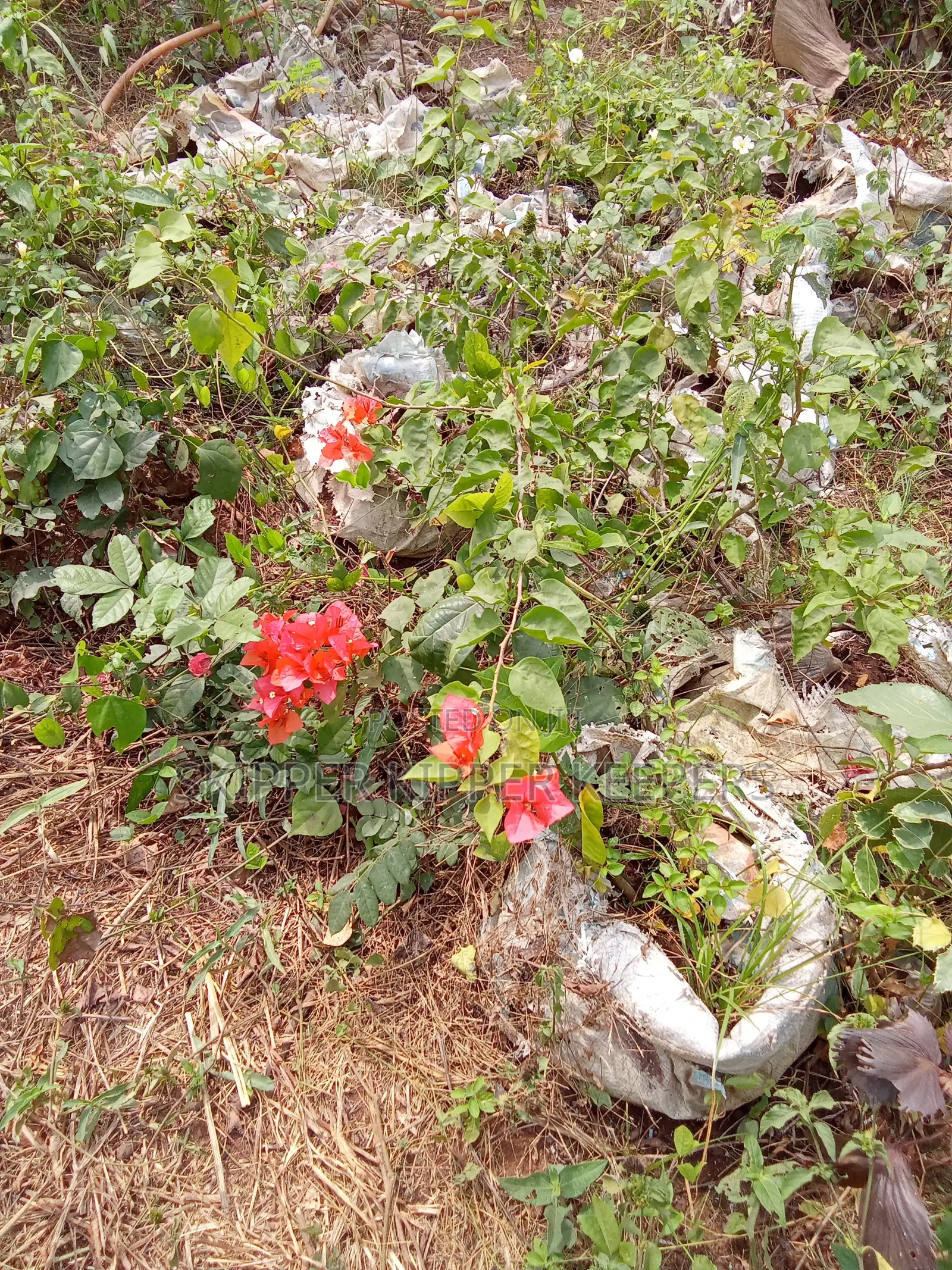 Bougainvillea Flower