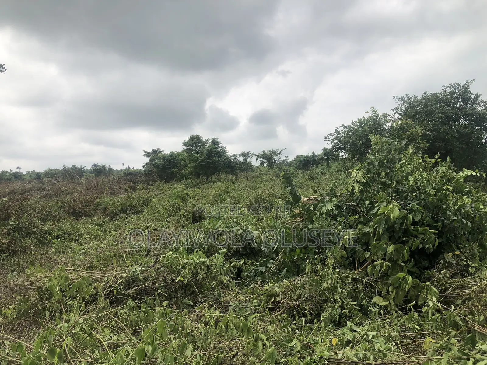 Agricultural Farmland Off Sagamu-Abeokuta Expressway