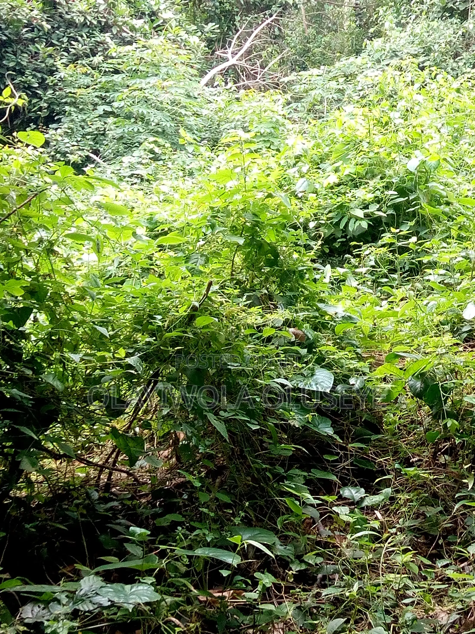 Agricultural Farmland Off Sagamu-Abeokuta Expressway