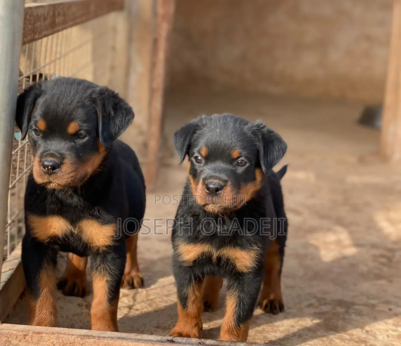 1-3 months Male Purebred Rottweiler