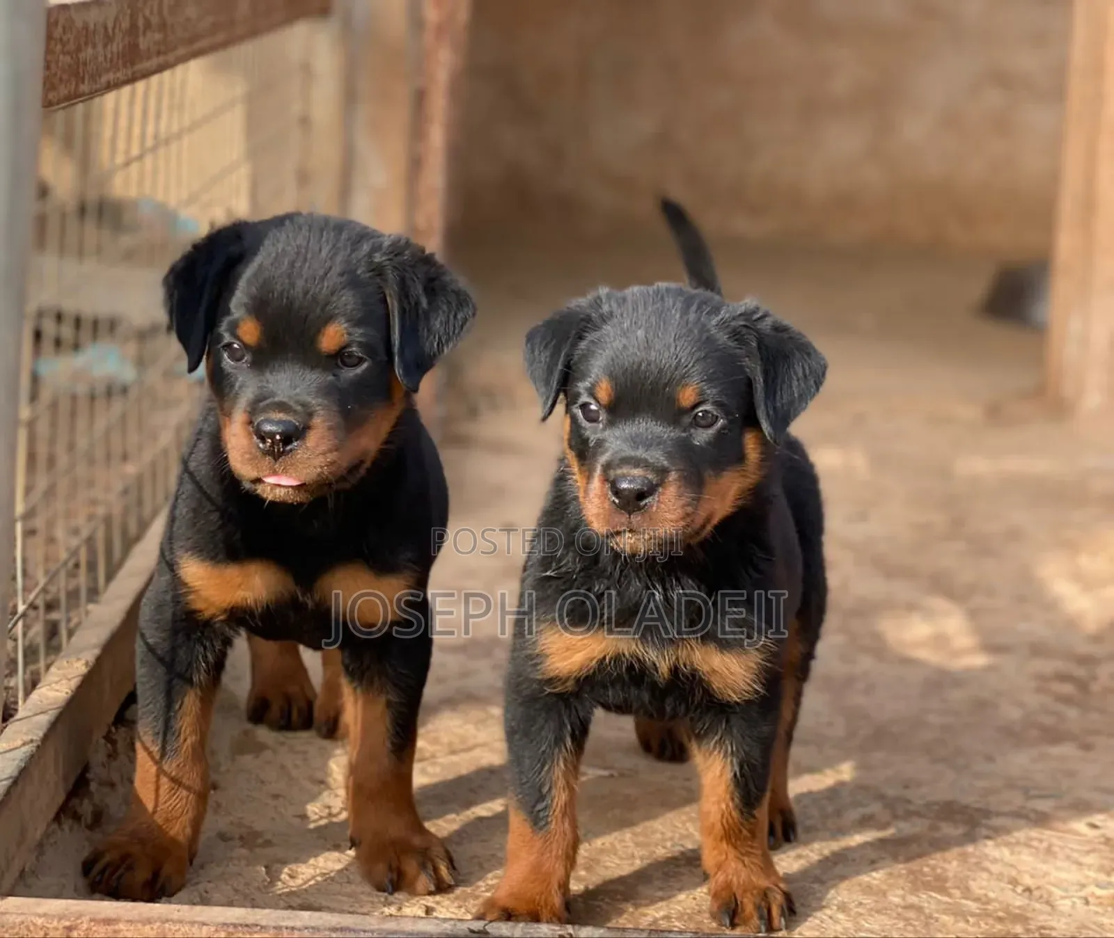 1-3 months Male Purebred Rottweiler