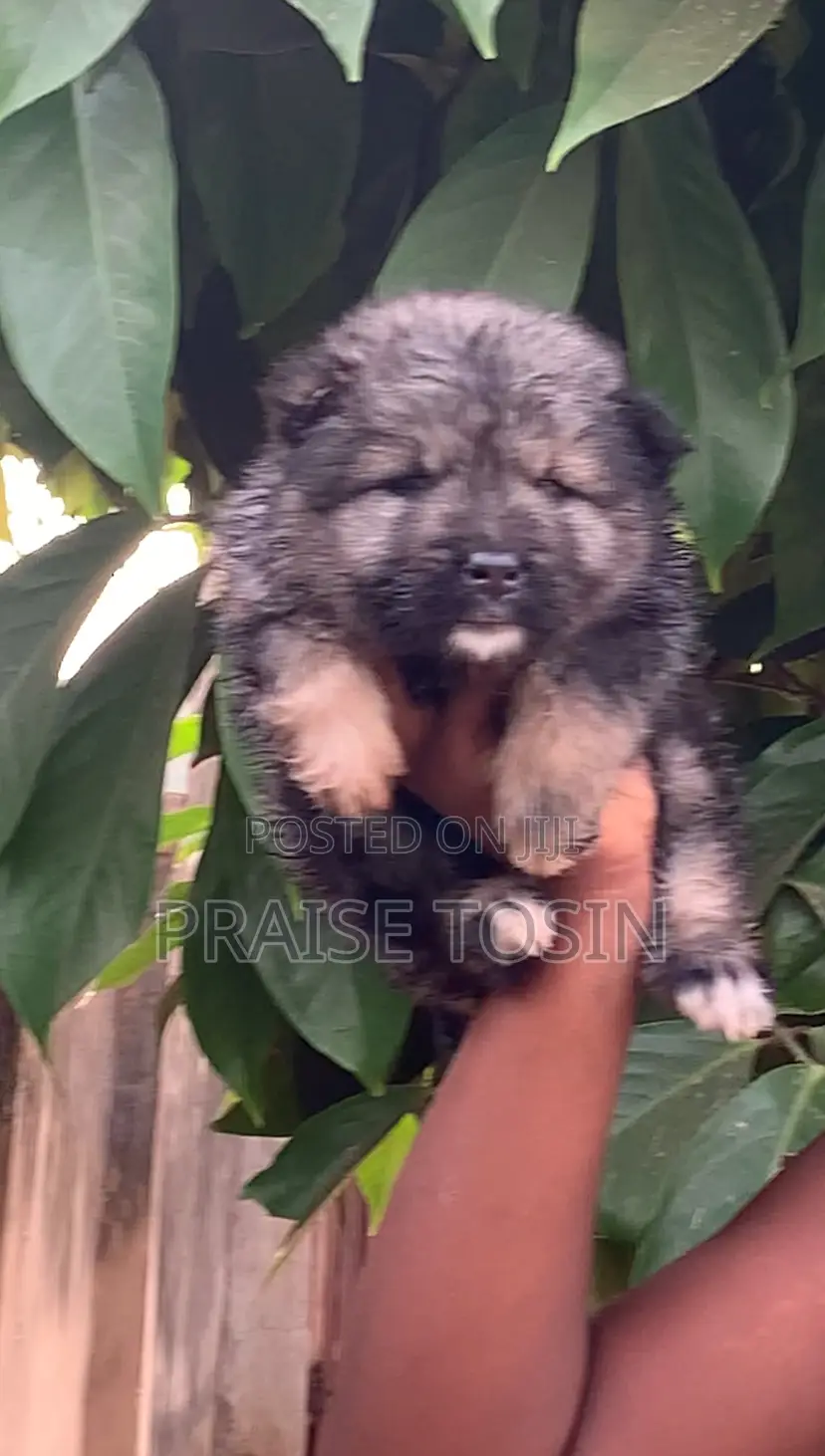 1-3 months Female Purebred Caucasian Shepherd