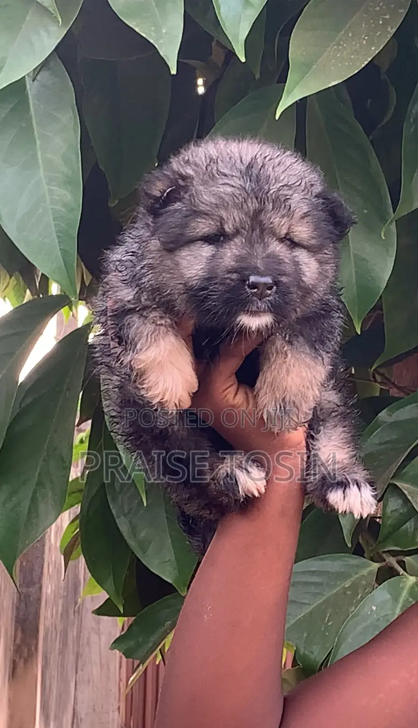 1-3 months Female Purebred Caucasian Shepherd