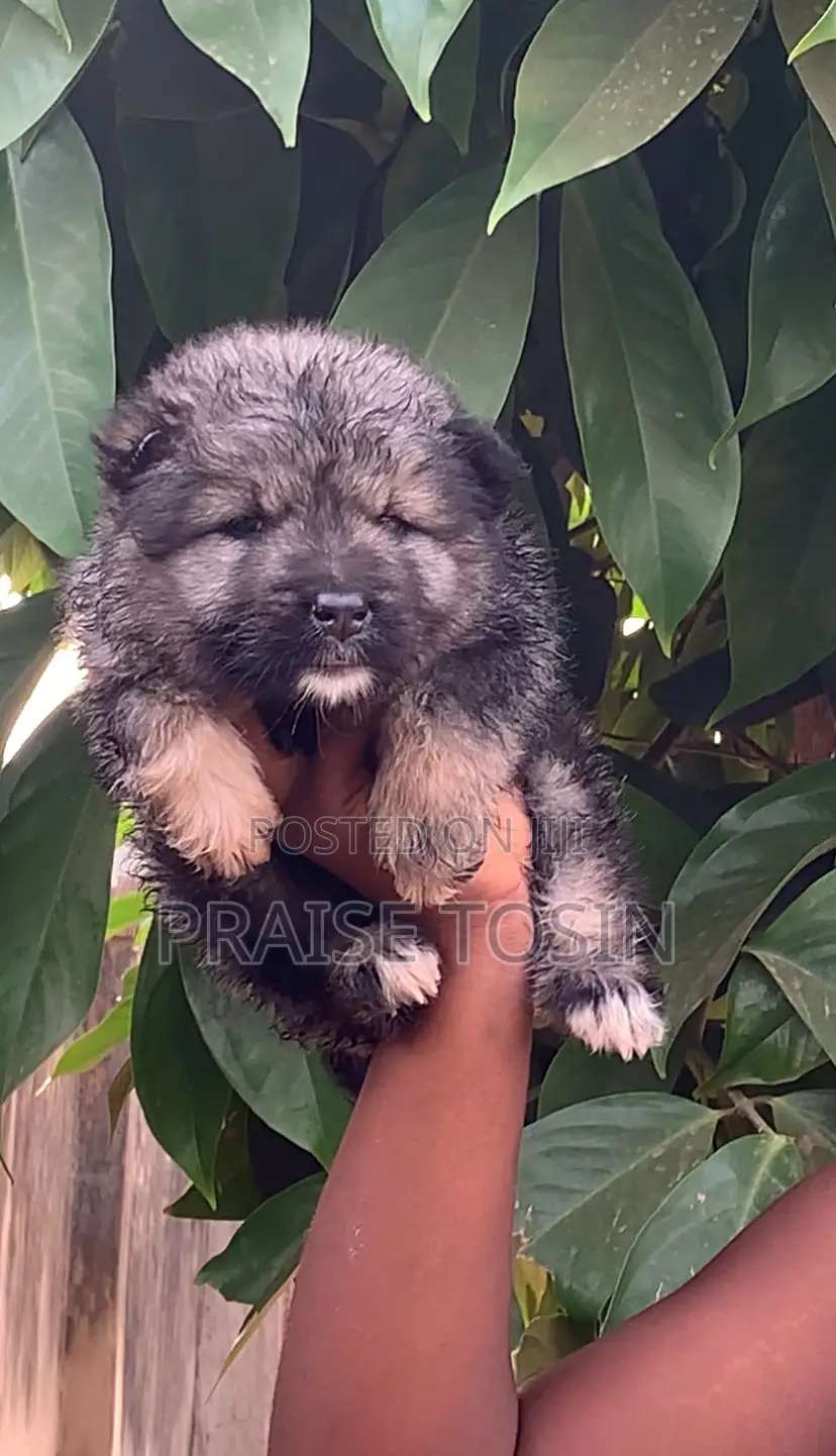 1-3 months Female Purebred Caucasian Shepherd