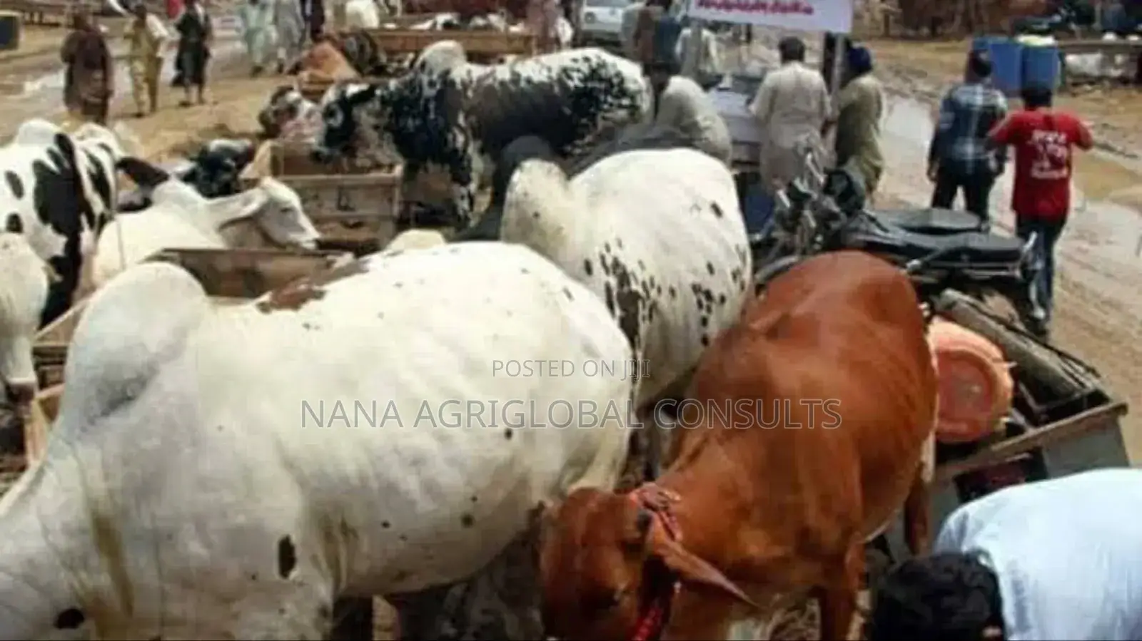 Cow (Sokoto and Bokolo) Cattle