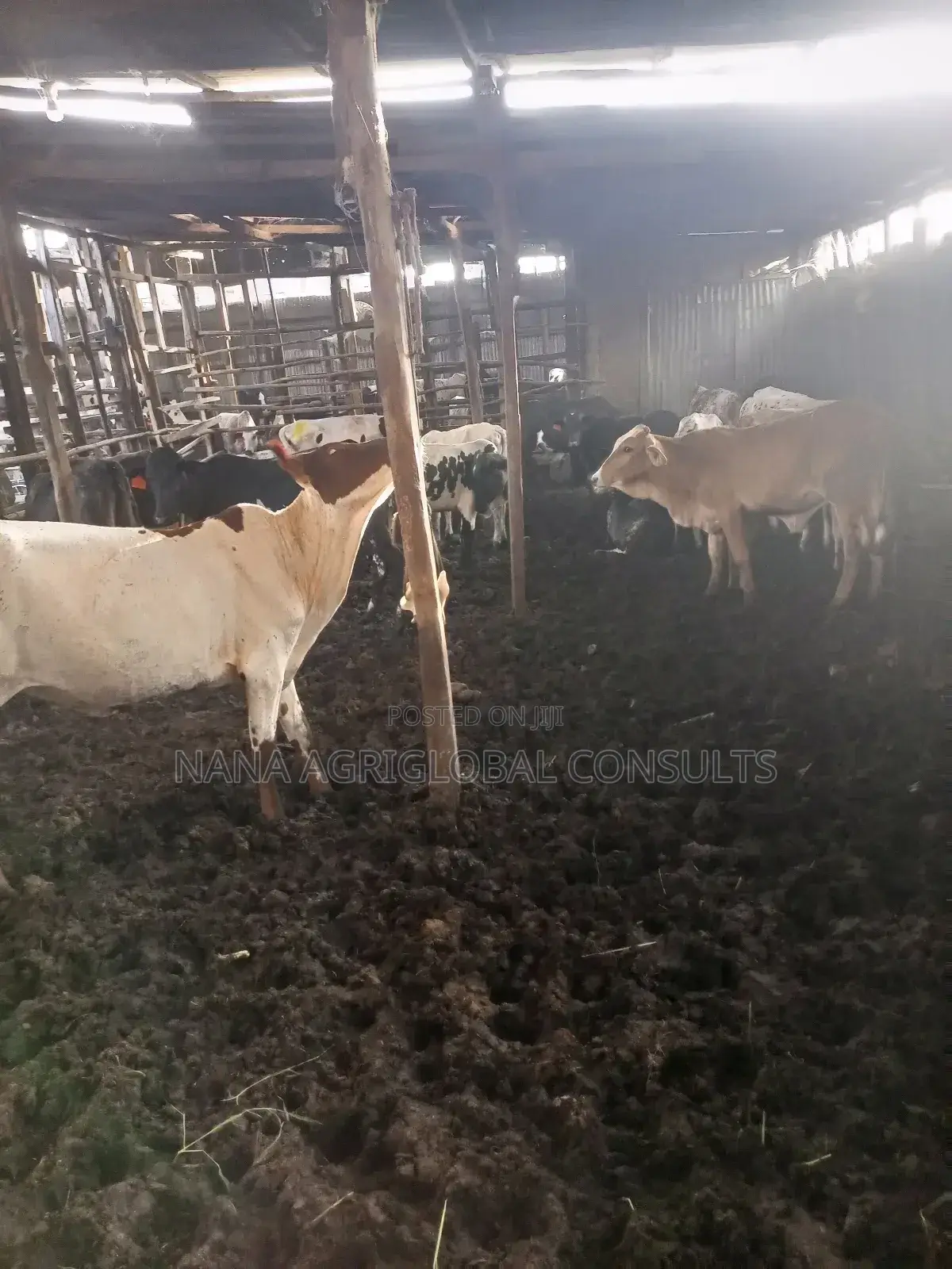 Cow (Sokoto and Bokolo) Cattle