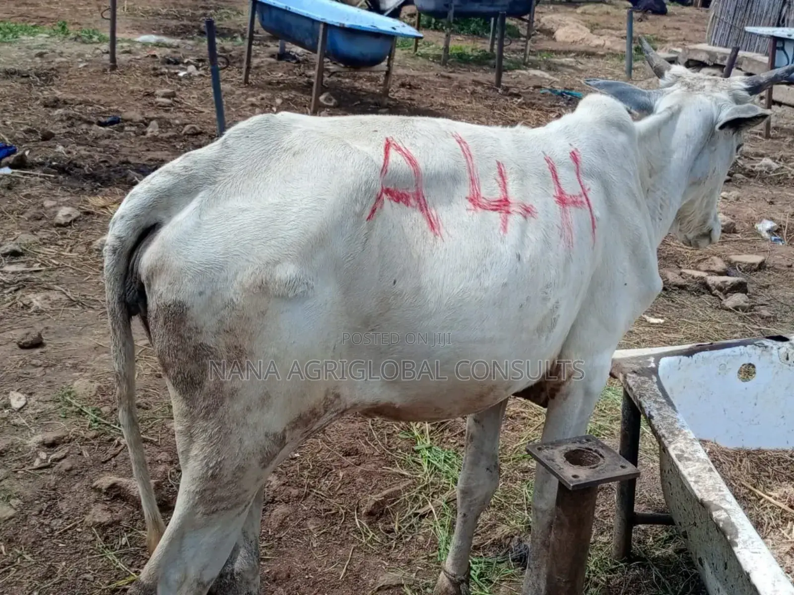 Cow (Sokoto and Bokolo) Cattle