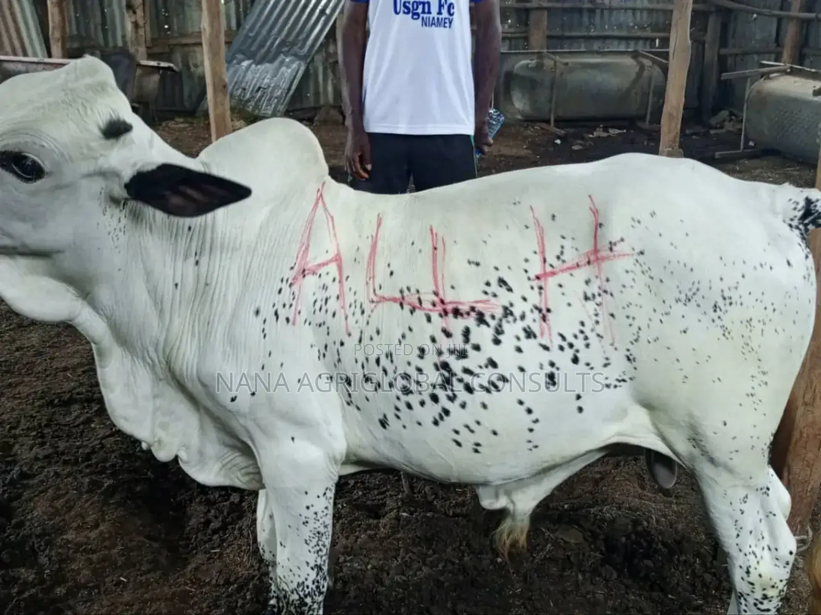 Cow (Sokoto and Bokolo) Cattle