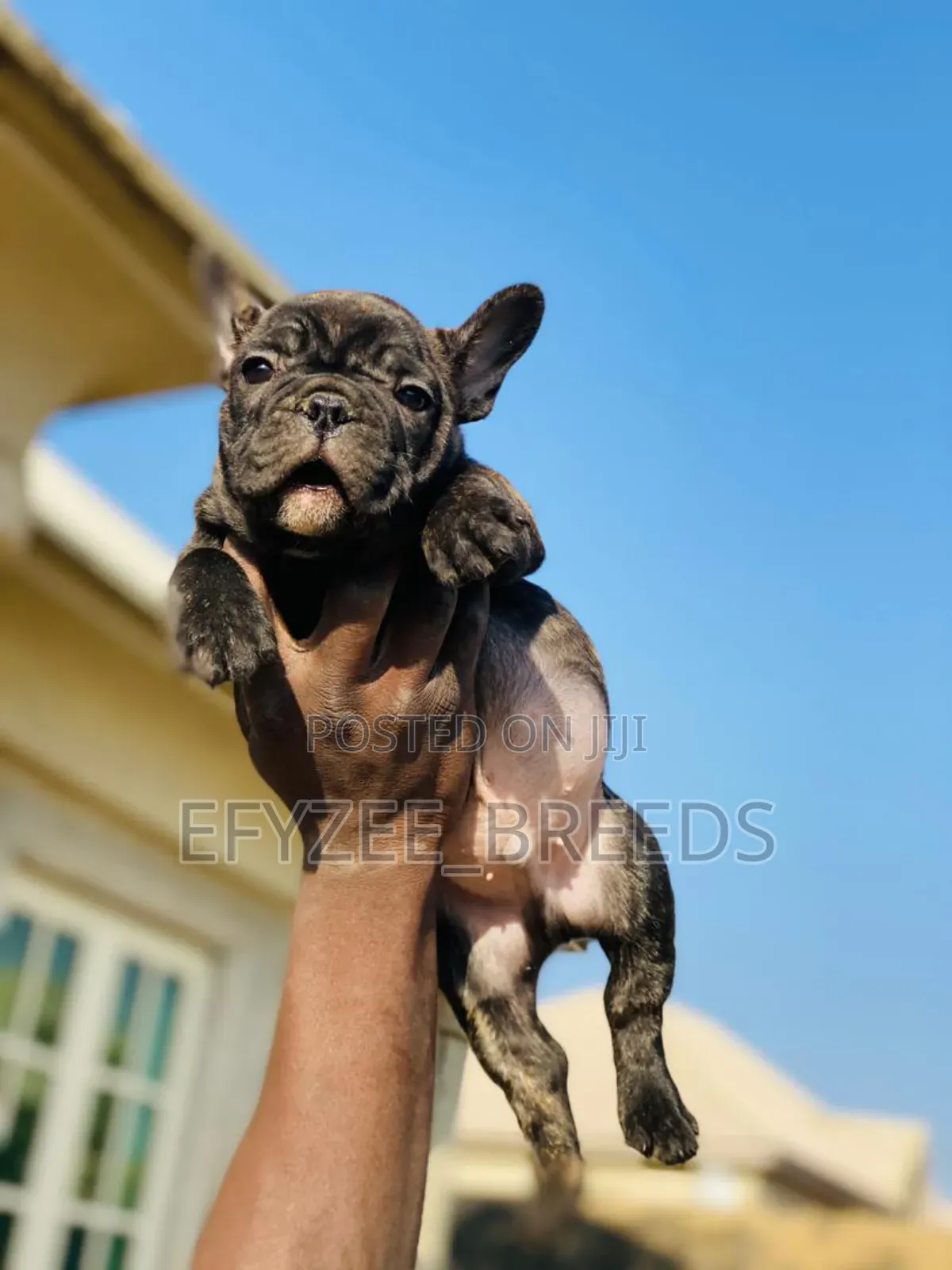 1-3 months Male Purebred French Bulldog