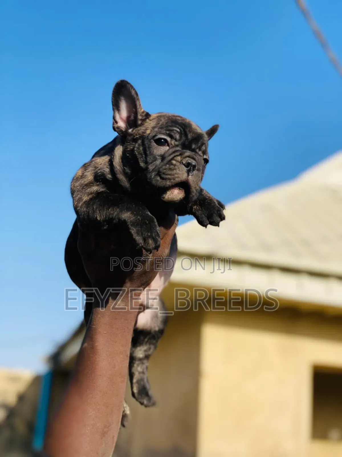 1-3 months Male Purebred French Bulldog