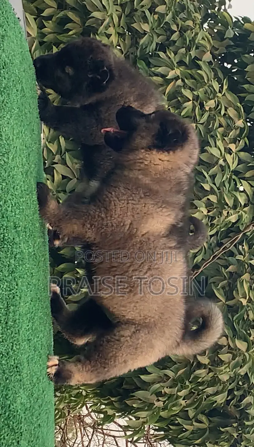 1-3 months Female Purebred Caucasian Shepherd