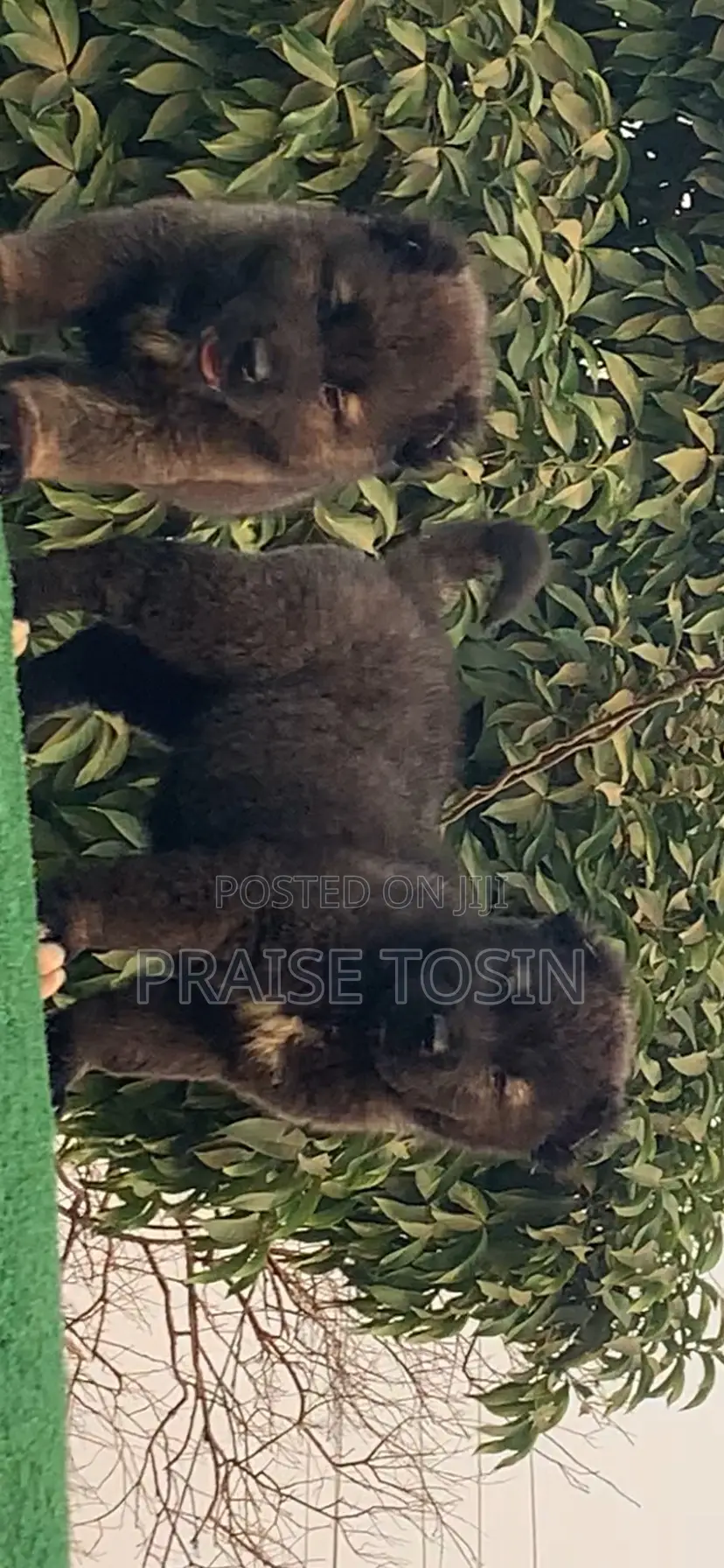 1-3 months Female Purebred Caucasian Shepherd