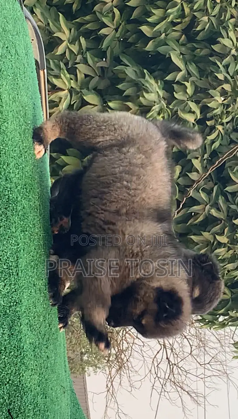 1-3 months Female Purebred Caucasian Shepherd