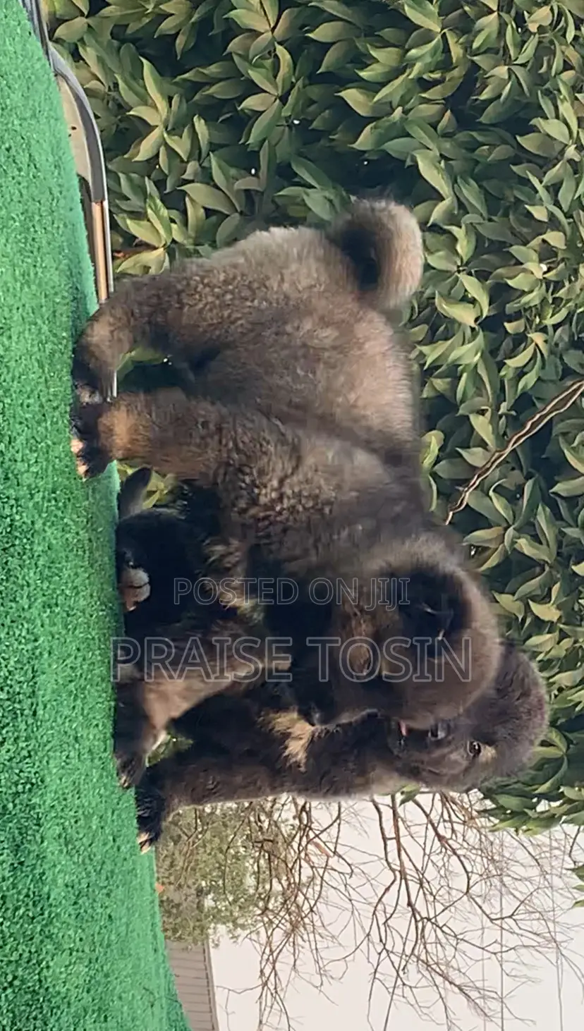 1-3 months Female Purebred Caucasian Shepherd