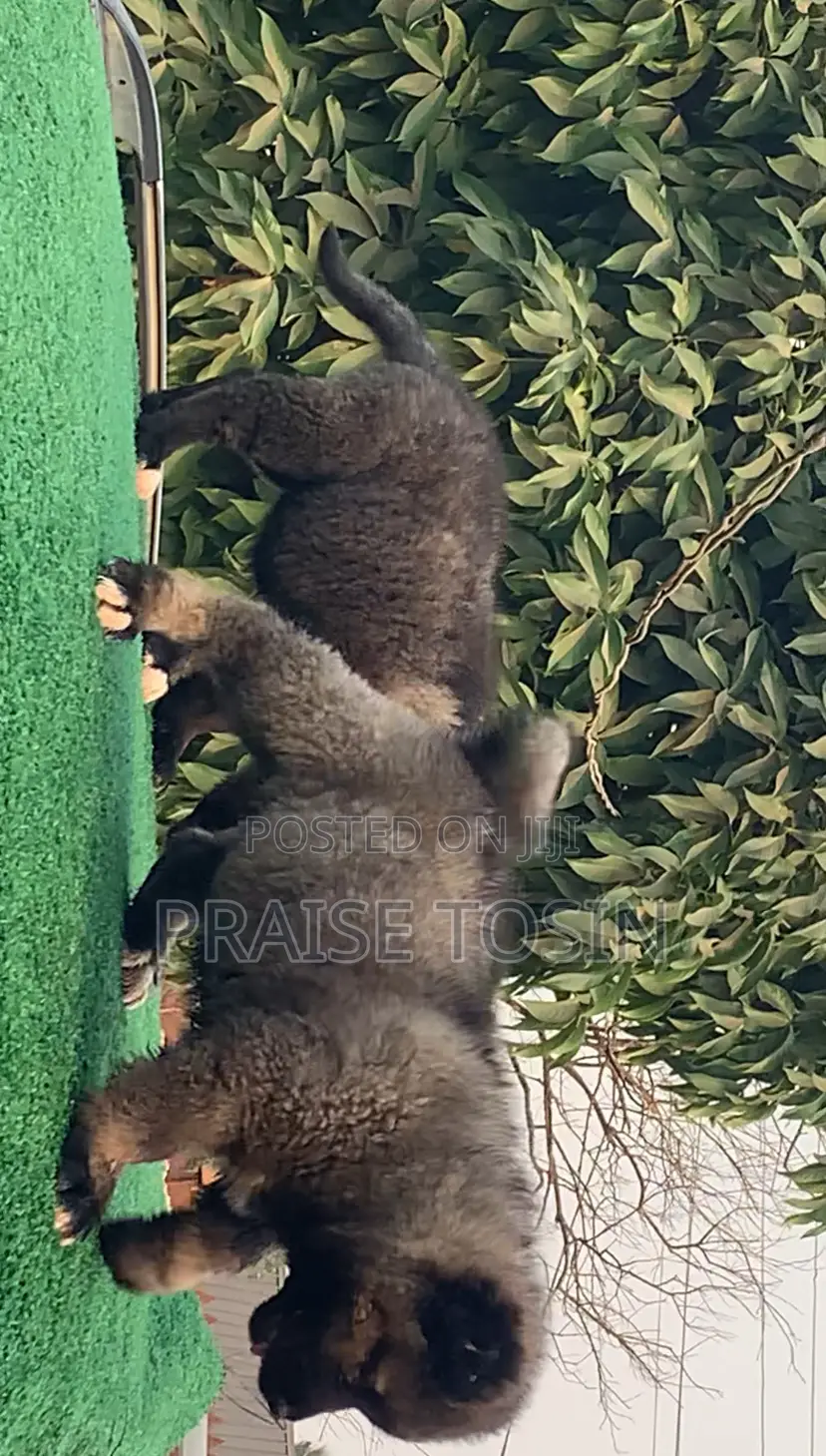 1-3 months Female Purebred Caucasian Shepherd