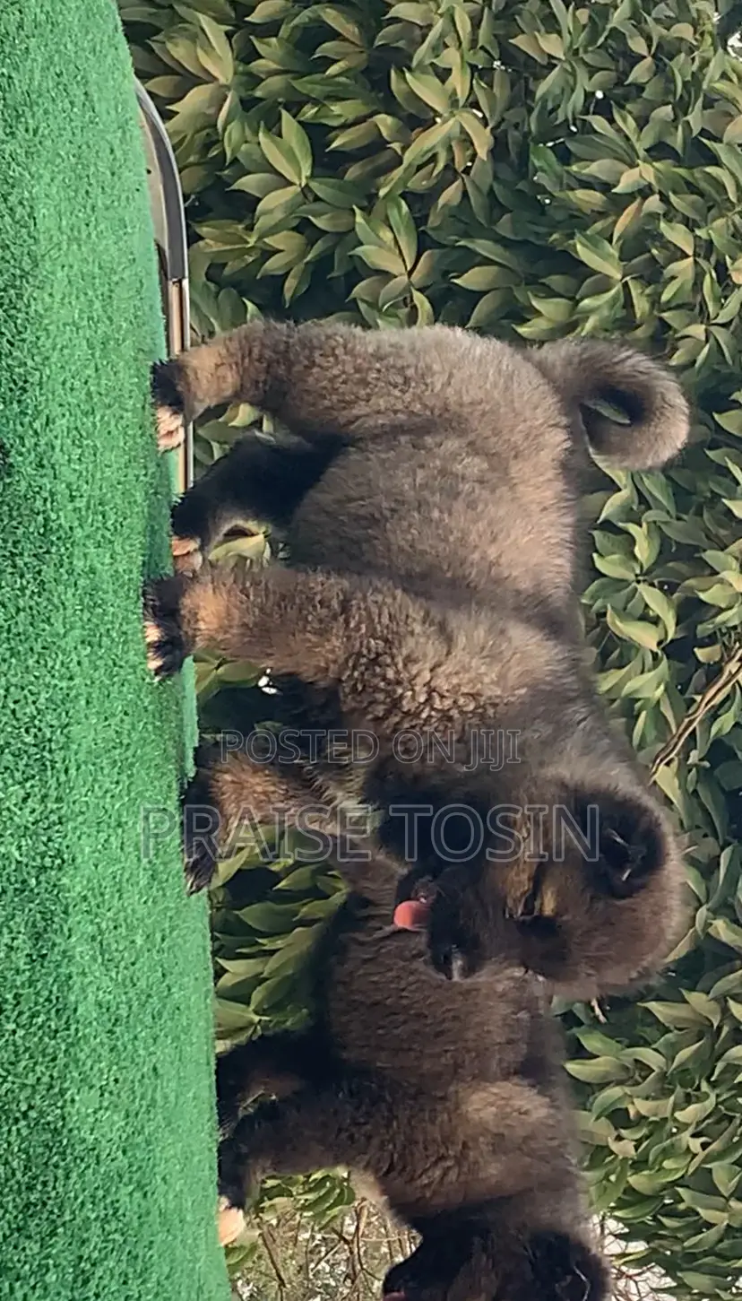 1-3 months Female Purebred Caucasian Shepherd