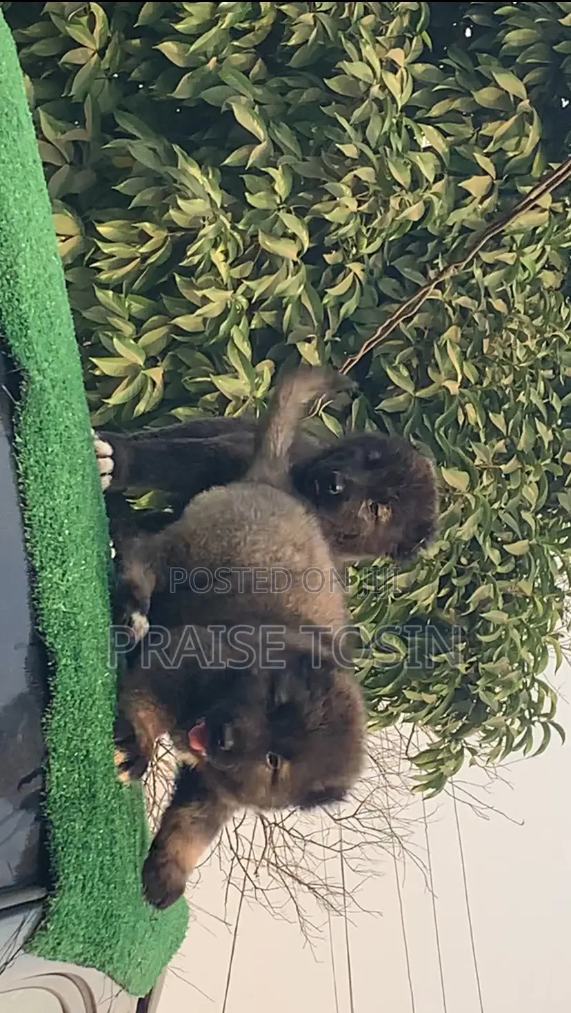 1-3 months Female Purebred Caucasian Shepherd