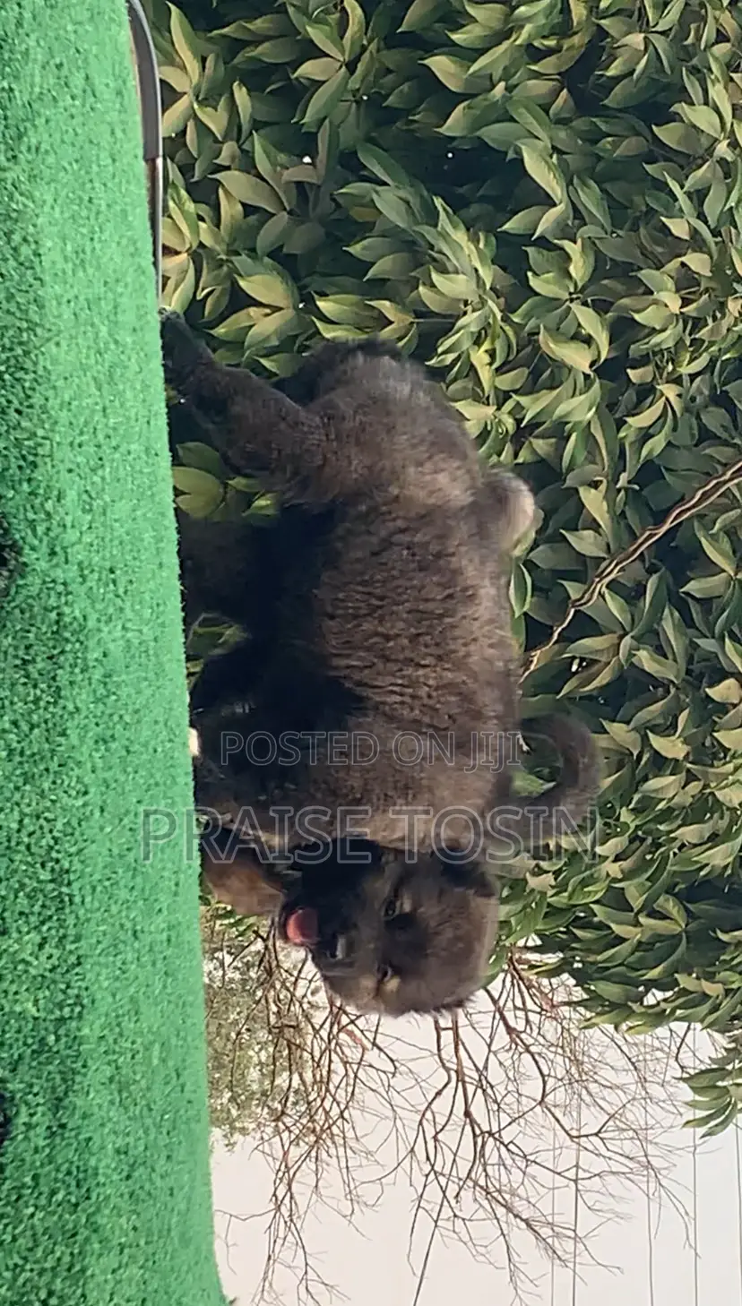 1-3 months Female Purebred Caucasian Shepherd
