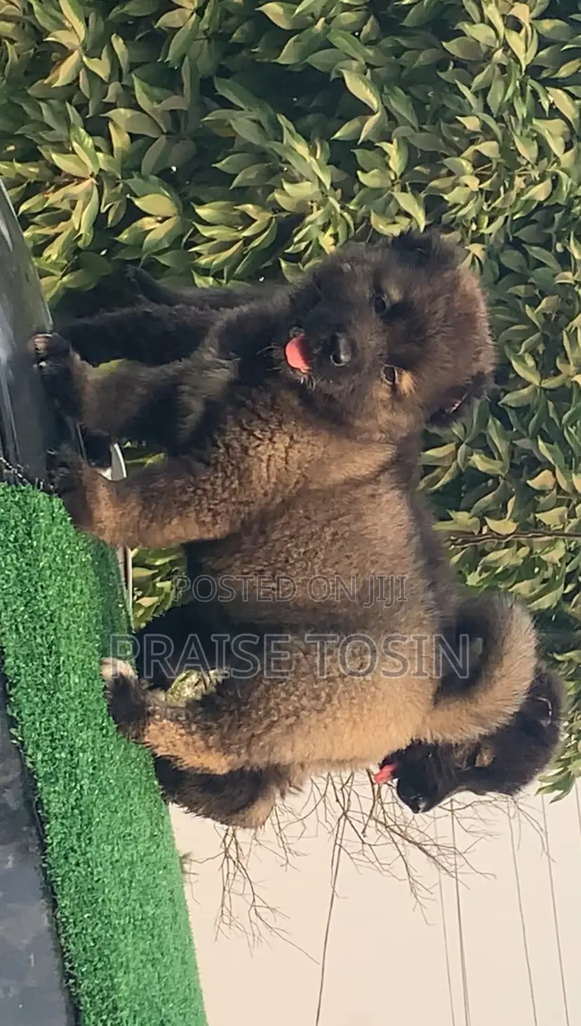 1-3 months Male Purebred Caucasian Shepherd