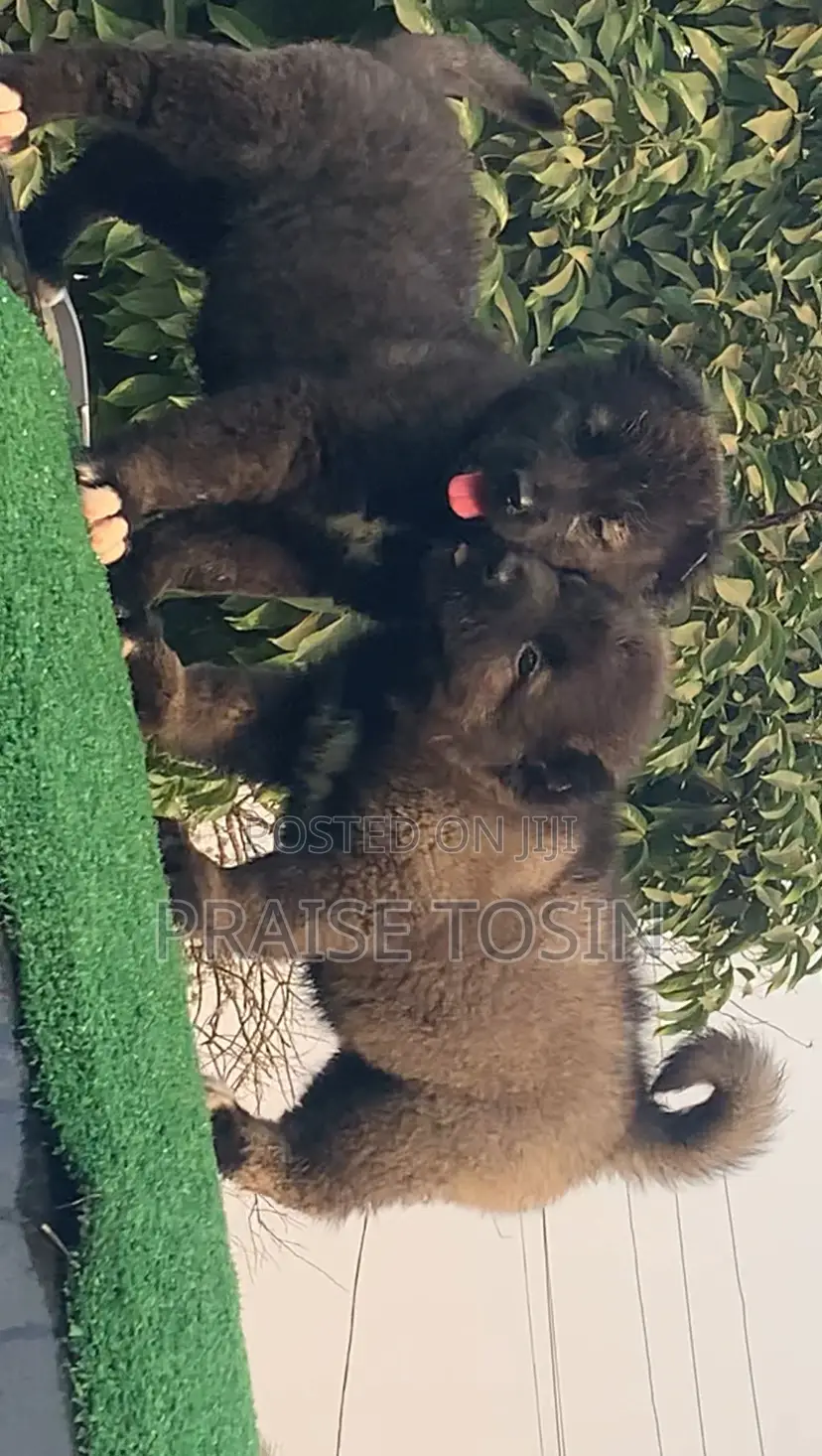1-3 months Male Purebred Caucasian Shepherd