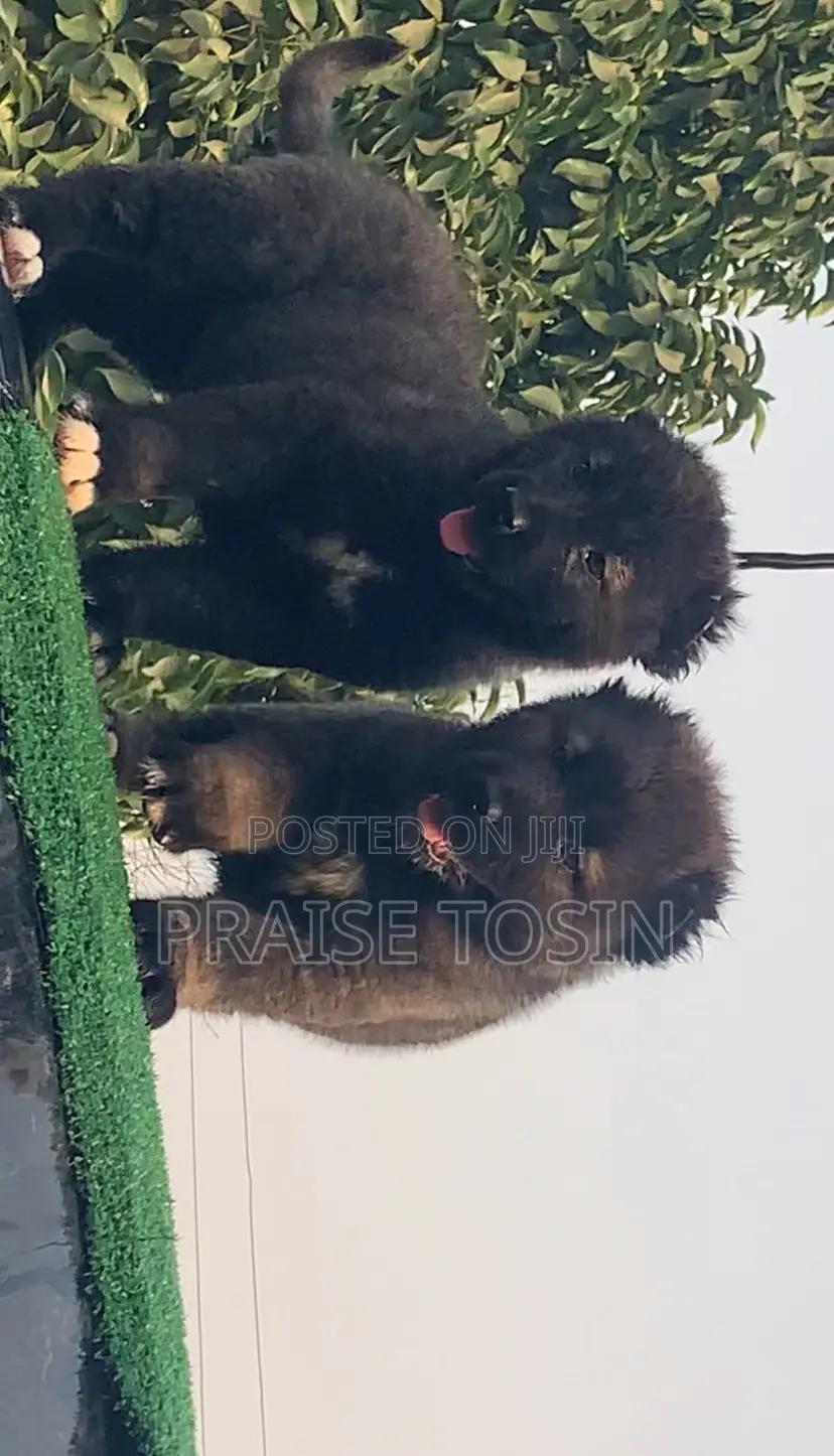 1-3 months Male Purebred Caucasian Shepherd