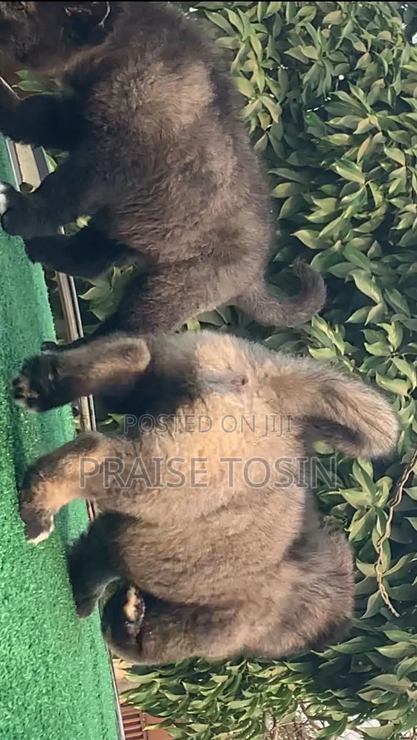 1-3 months Male Purebred Caucasian Shepherd