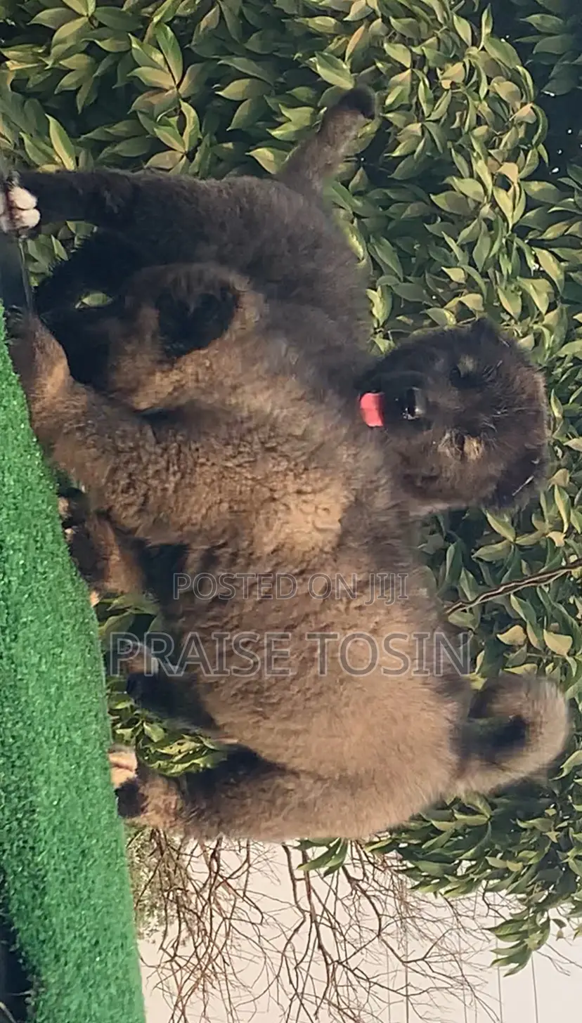 1-3 months Male Purebred Caucasian Shepherd