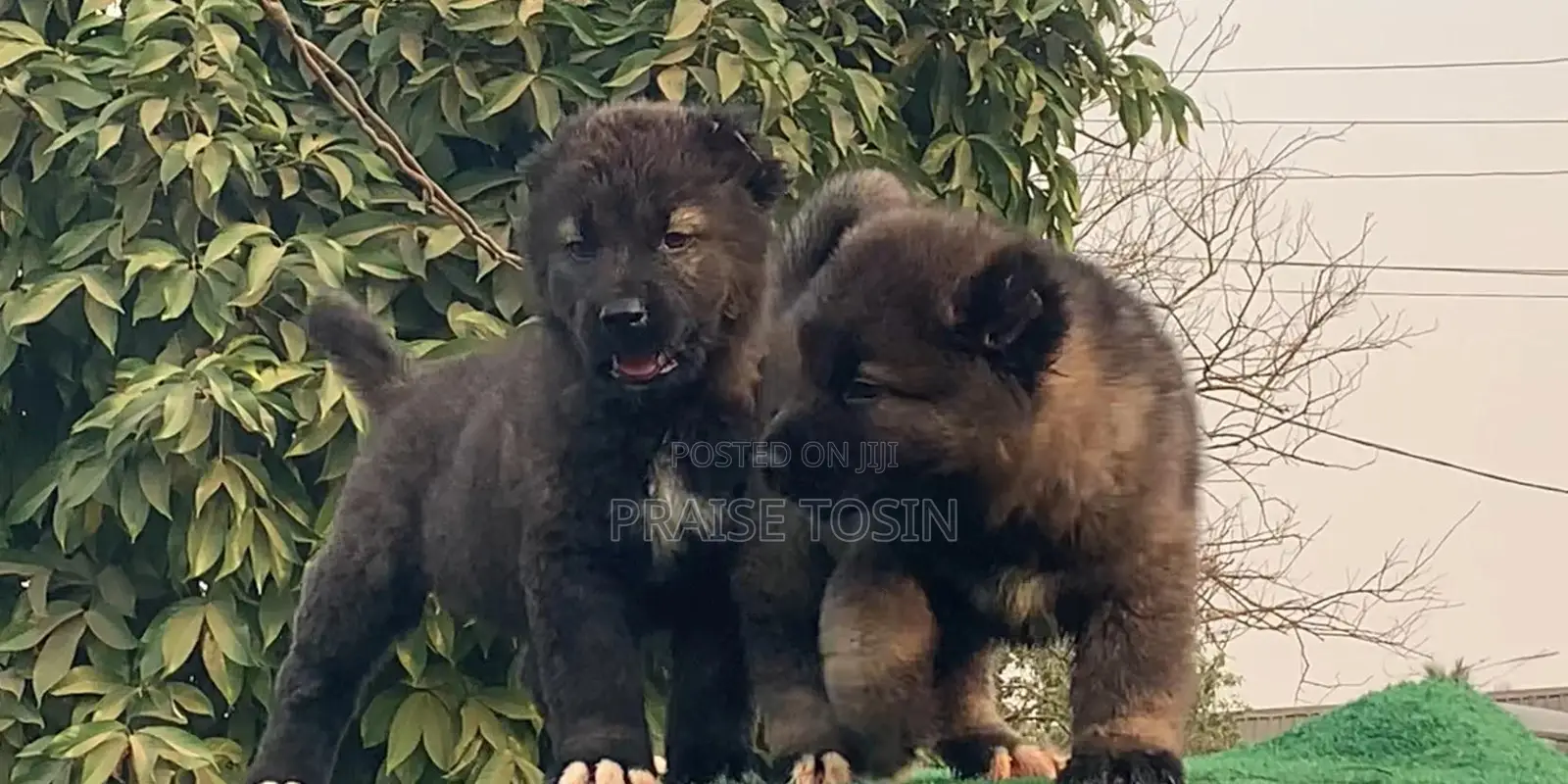 1-3 months Male Purebred Caucasian Shepherd