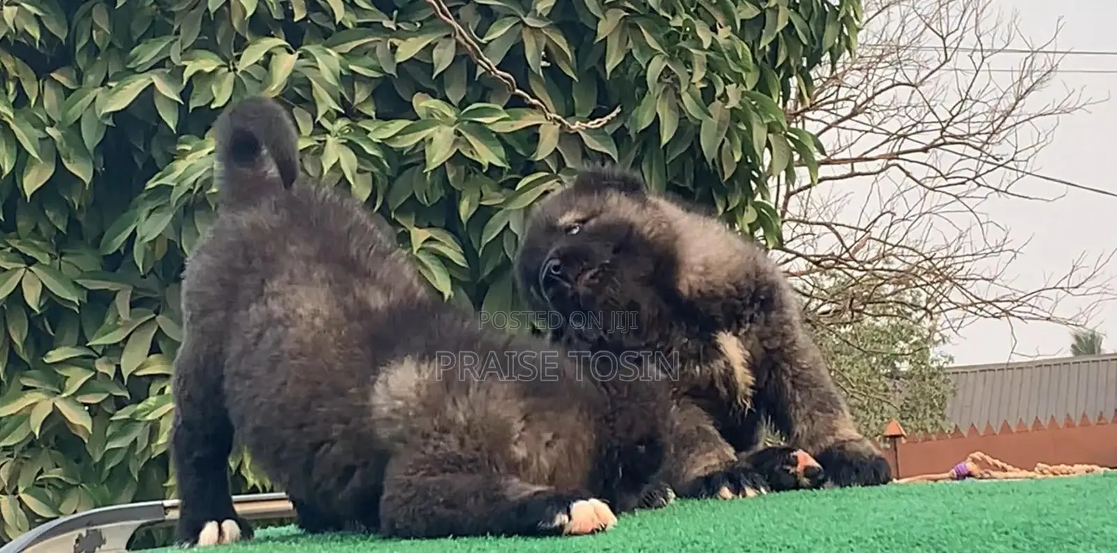 1-3 months Male Purebred Caucasian Shepherd