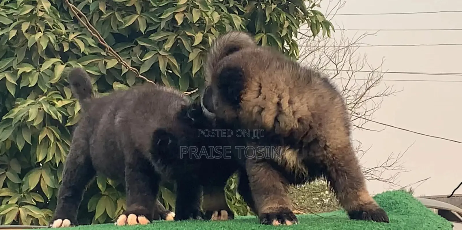 1-3 months Male Purebred Caucasian Shepherd