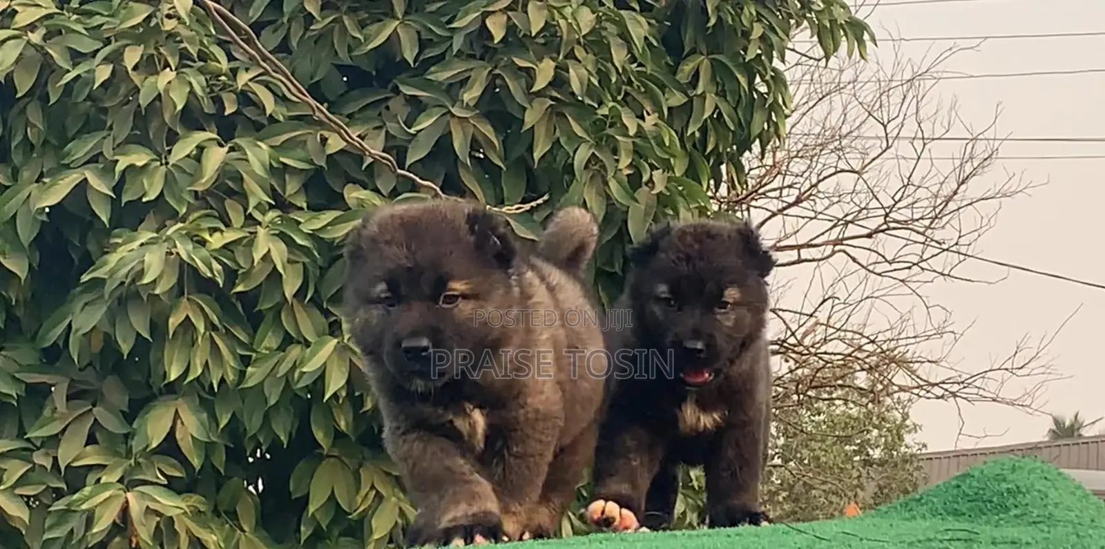 1-3 months Male Purebred Caucasian Shepherd