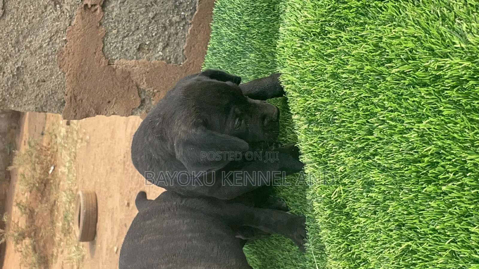 1-3 months Female Purebred Cane Corso