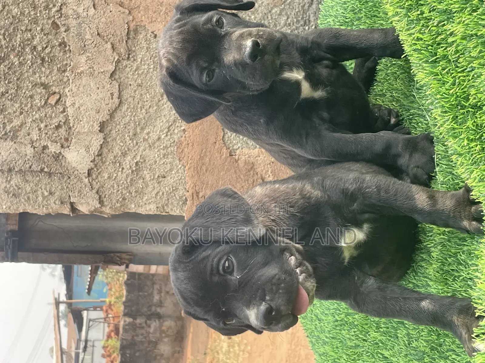 1-3 months Female Purebred Cane Corso