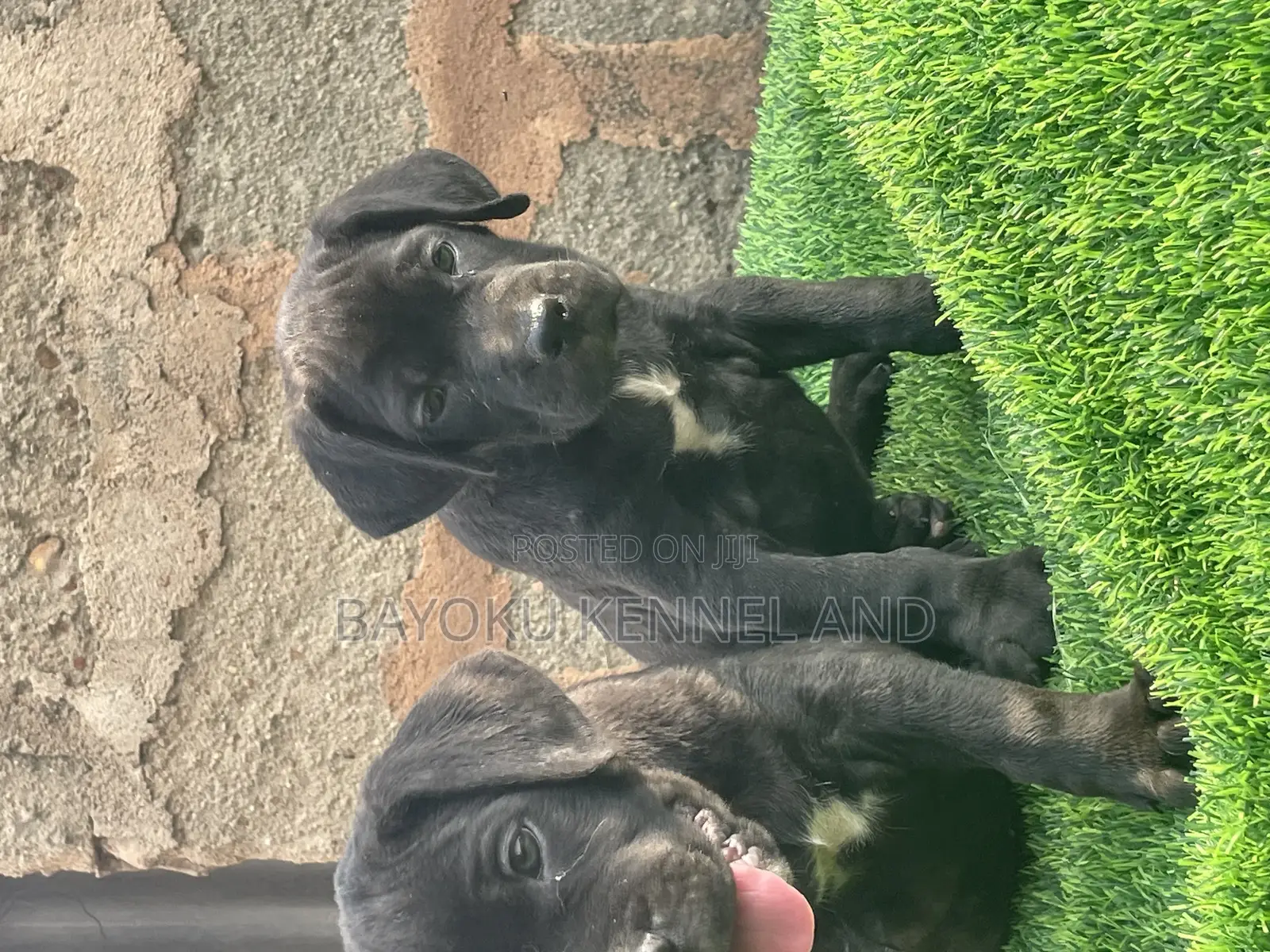 1-3 months Female Purebred Cane Corso