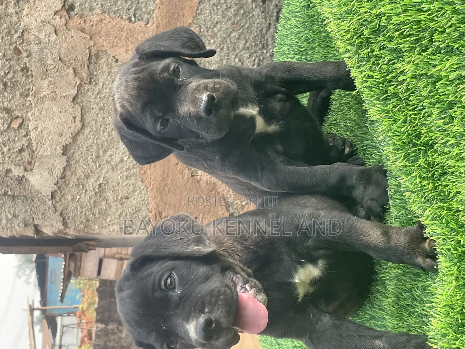 1-3 months Female Purebred Cane Corso