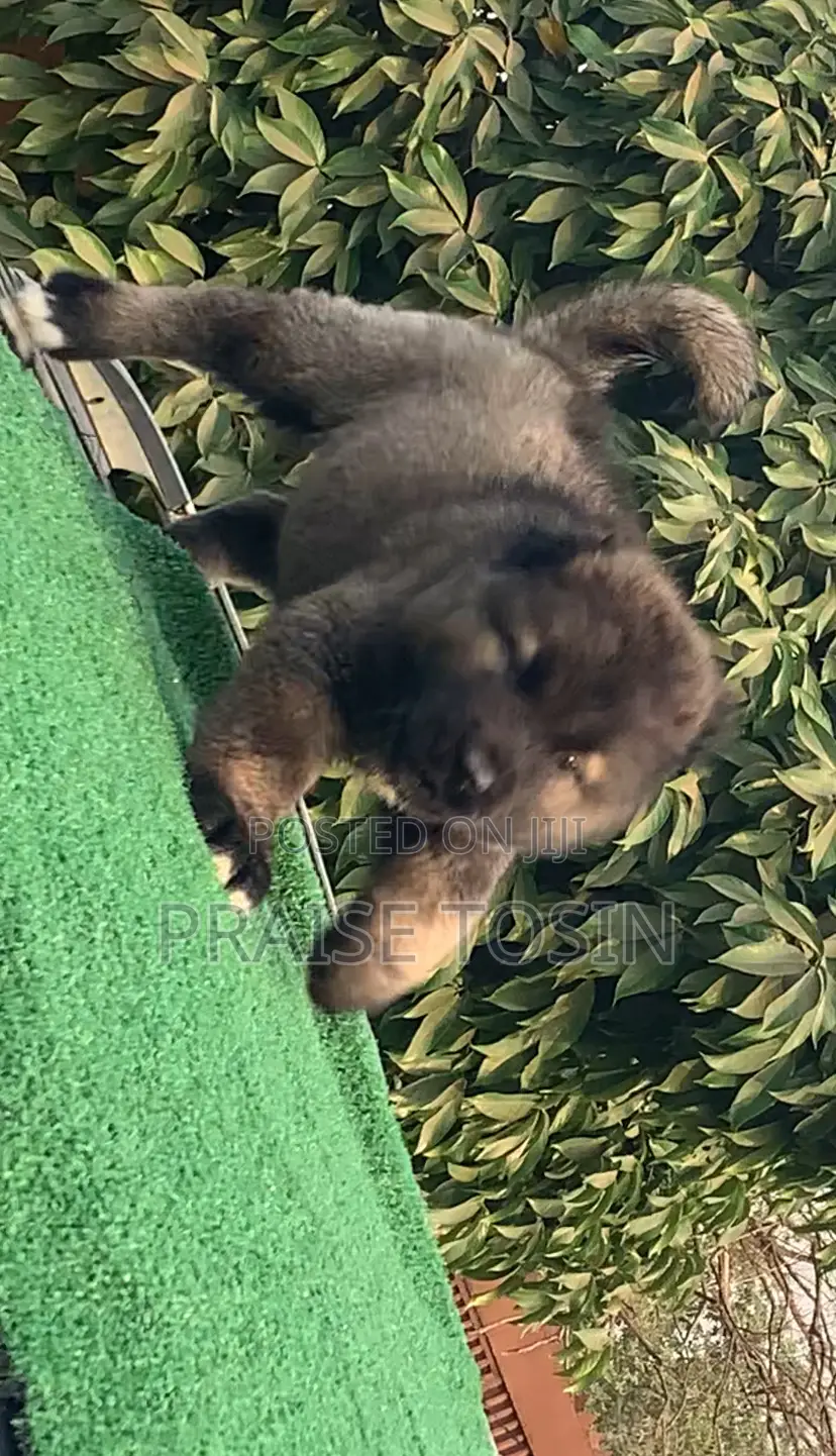 1-3 months Female Purebred Caucasian Shepherd