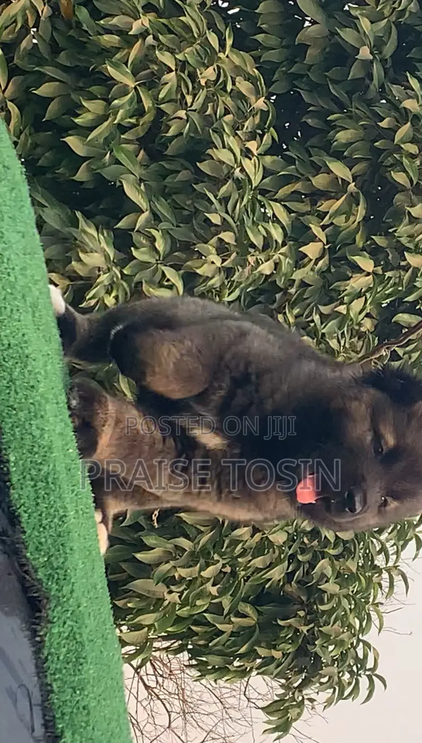 1-3 months Female Purebred Caucasian Shepherd