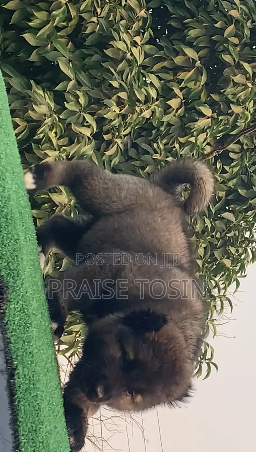 1-3 months Female Purebred Caucasian Shepherd