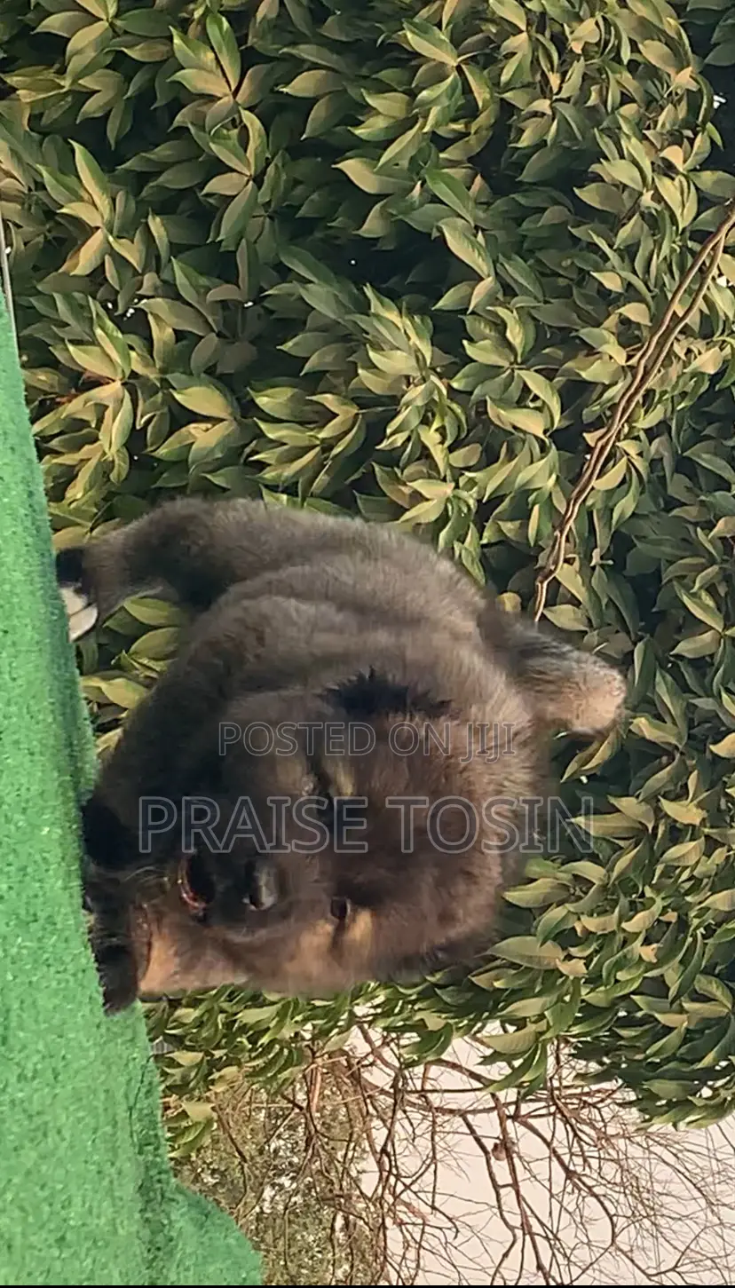 1-3 months Female Purebred Caucasian Shepherd