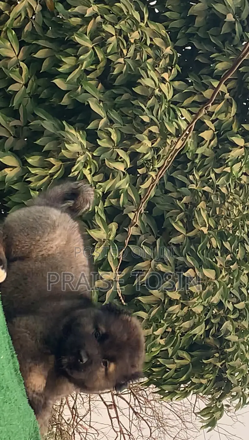 1-3 months Female Purebred Caucasian Shepherd