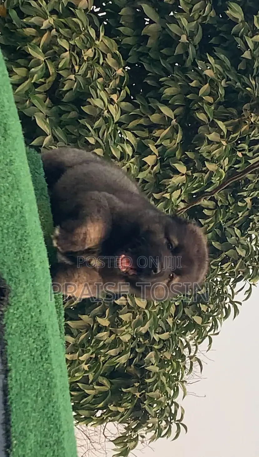 1-3 months Male Purebred Caucasian Shepherd