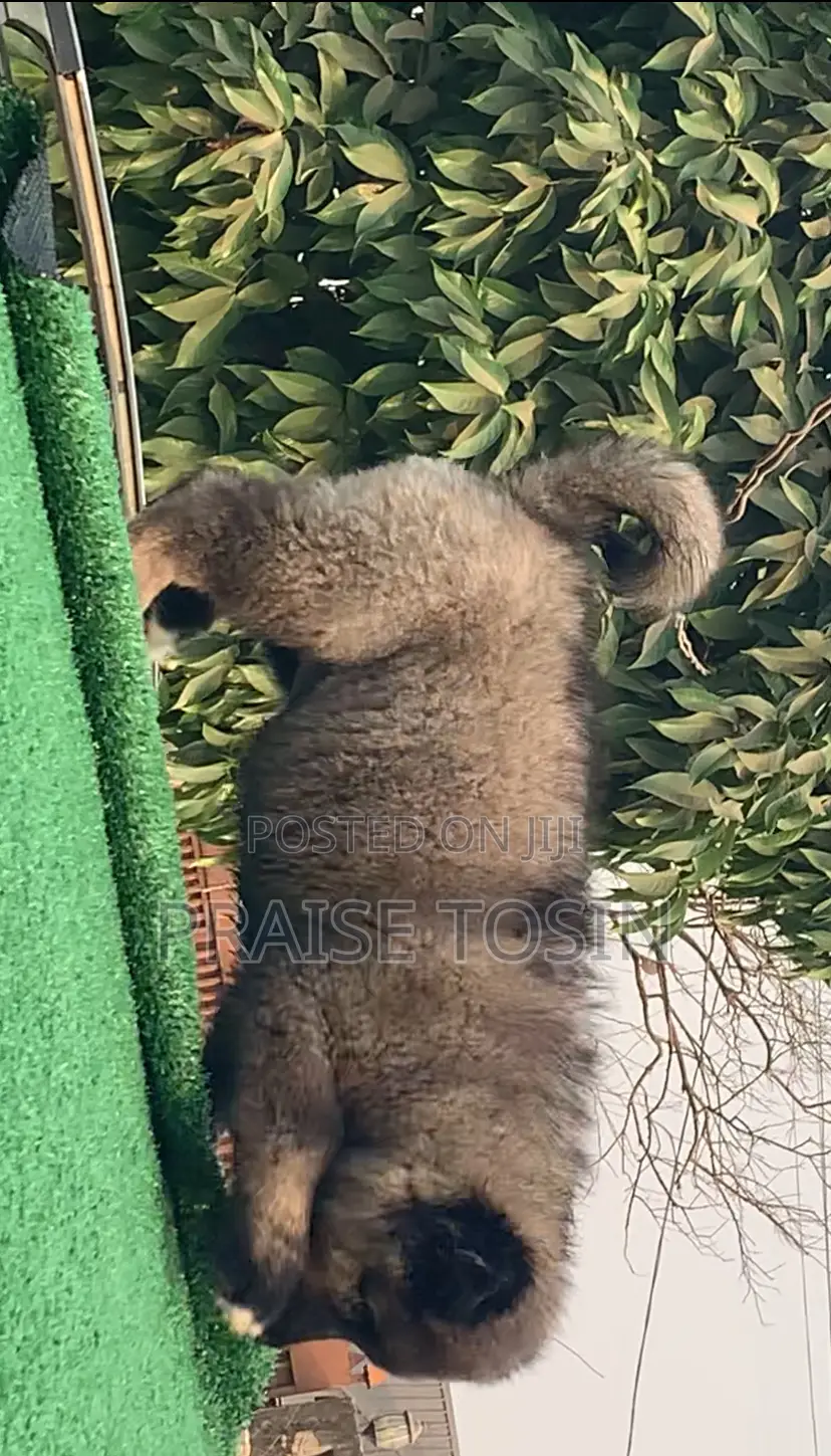 1-3 months Male Purebred Caucasian Shepherd