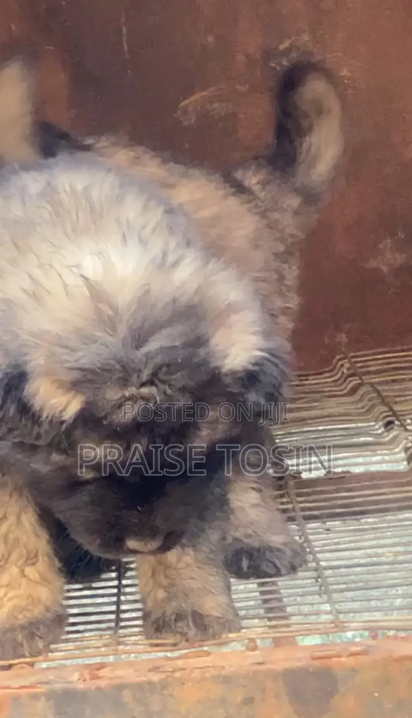 1-3 months Female Purebred Caucasian Shepherd