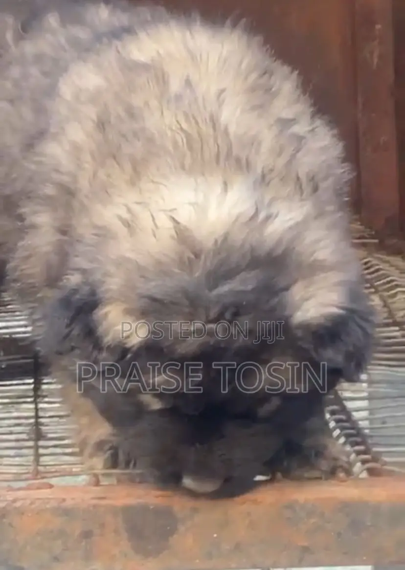 1-3 months Female Purebred Caucasian Shepherd