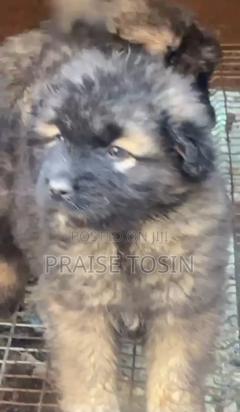 1-3 months Female Purebred Caucasian Shepherd