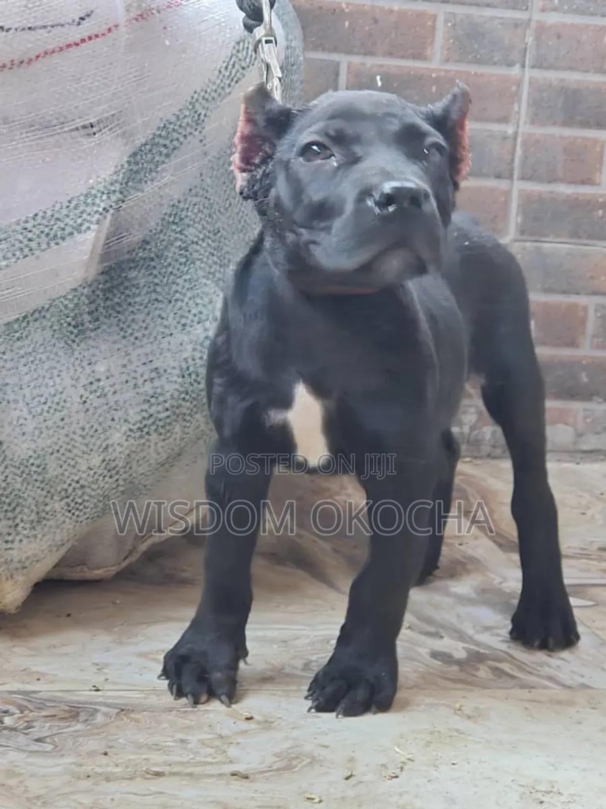 1-3 months Female Purebred Cane Corso