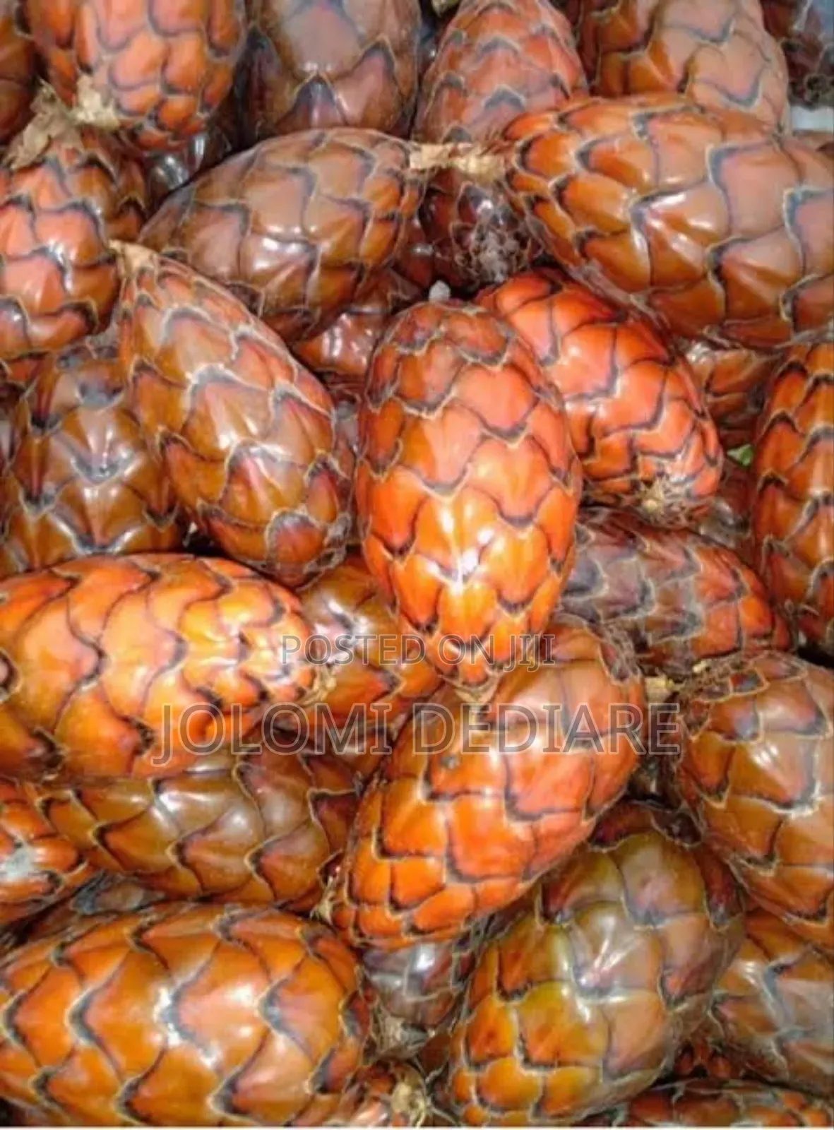 Raffia Palm Fruit